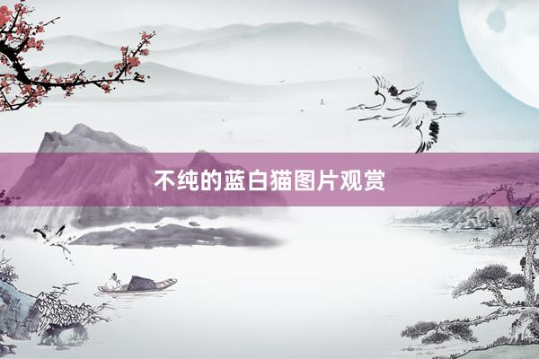 不纯的蓝白猫图片观赏